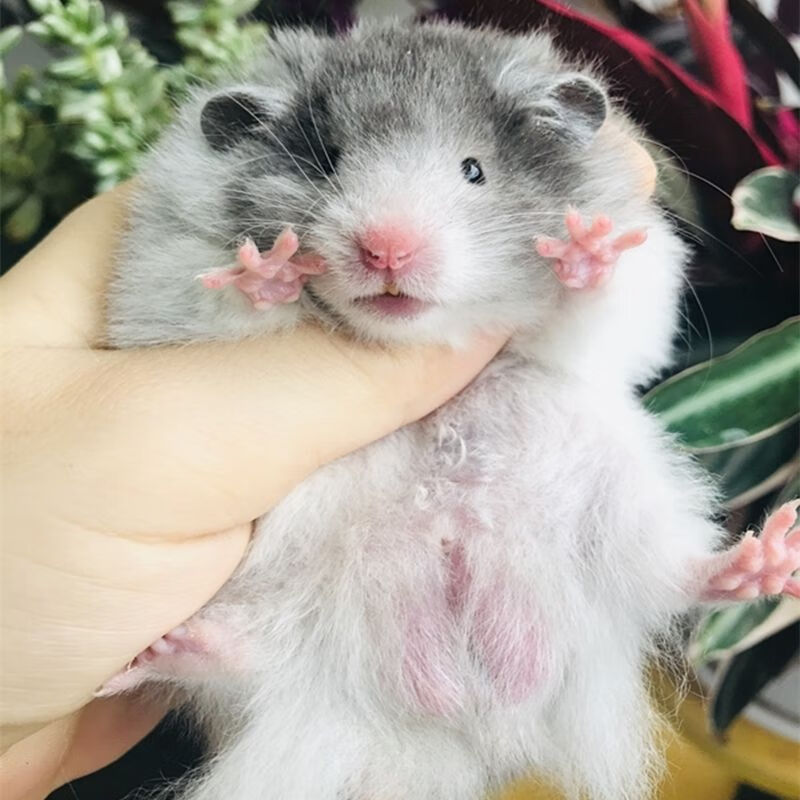 kjhgf家养金丝熊黑波利长毛卷毛黄波利火波纯银包活黑眼线 【黄波长毛