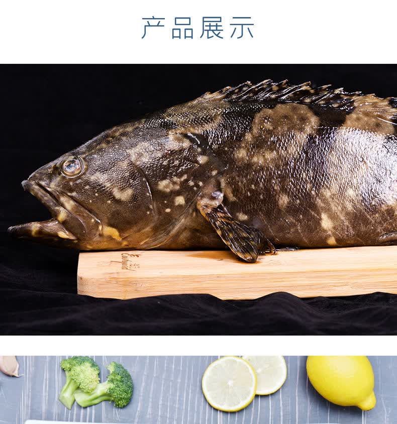 【顺丰速运】大龙胆石斑鱼海鲜水产鲜活深海海鱼新鲜龙趸鱼大石斑鱼