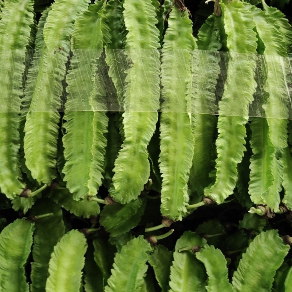 新鲜四角豆海南三亚特产四棱豆杨桃龙豆皇帝豆普通纸箱包装2斤