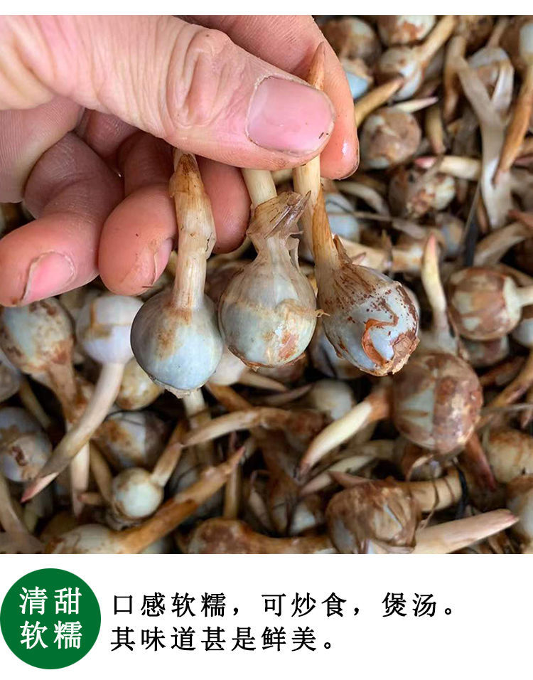 云南现挖新鲜迷你小茨菇白马蹄白慈姑农家自种粉糯茨菰燕尾菇蔬菜新鲜