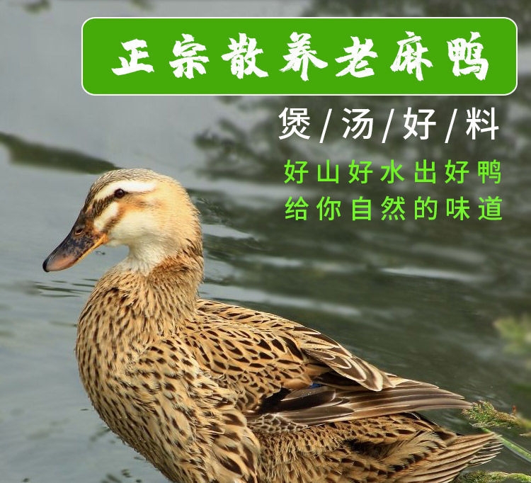 老鸭散养现杀老麻鸭农家土鸭笨鸭新鲜鸭子肉整只老母鸭肉稀有老麻鸭78