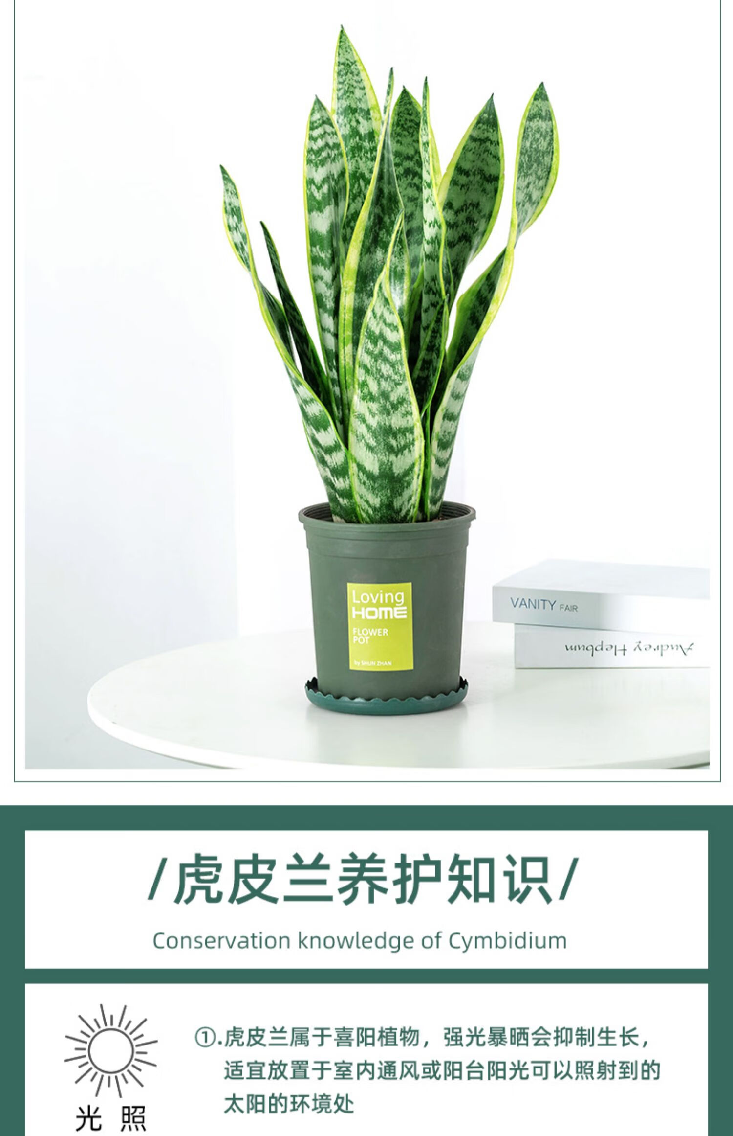 金边虎皮兰(金边虎皮兰的功效与作用)