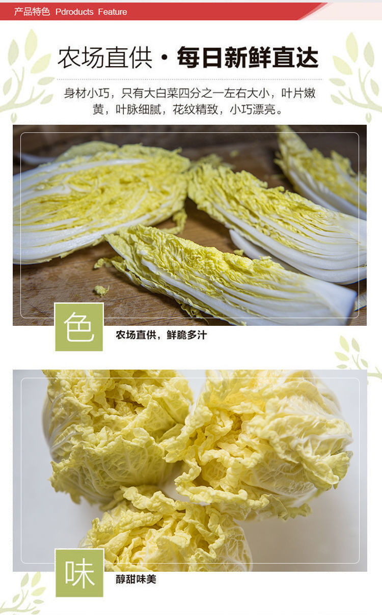 现农家自种小娃娃菜黄心新鲜大白菜当季时令蔬菜整箱精品娃娃菜34斤