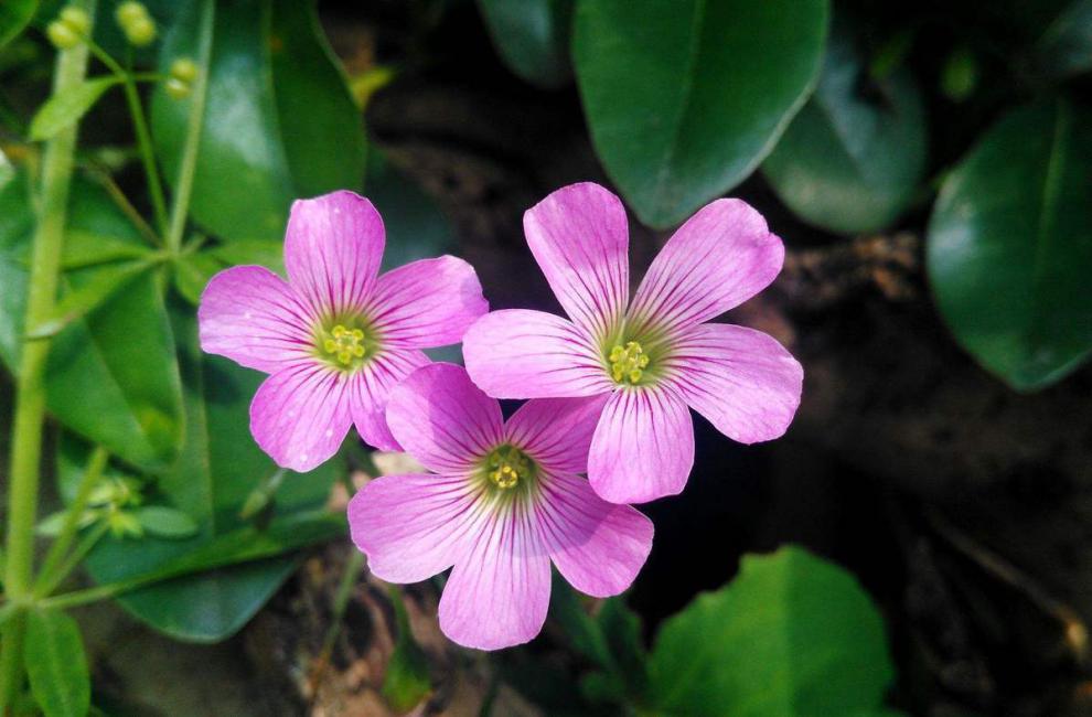 酢浆草幸运草盆栽地栽绿植物花卉 红花三叶草种球1粒【试种】【图片