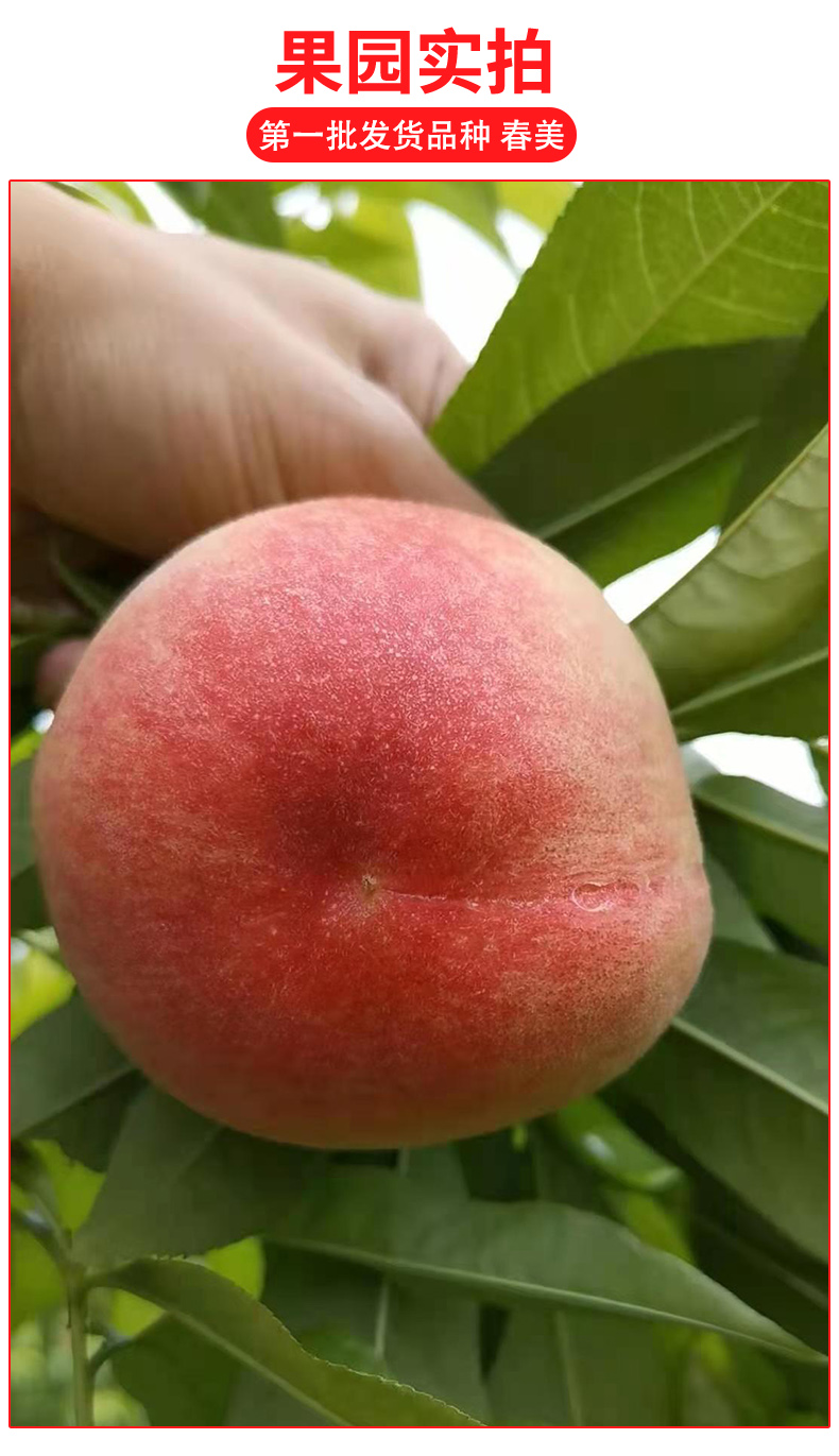 顺丰四川龙泉驿水蜜桃现摘新鲜成都水蜜桃当应季时令孕妇水果香甜多汁