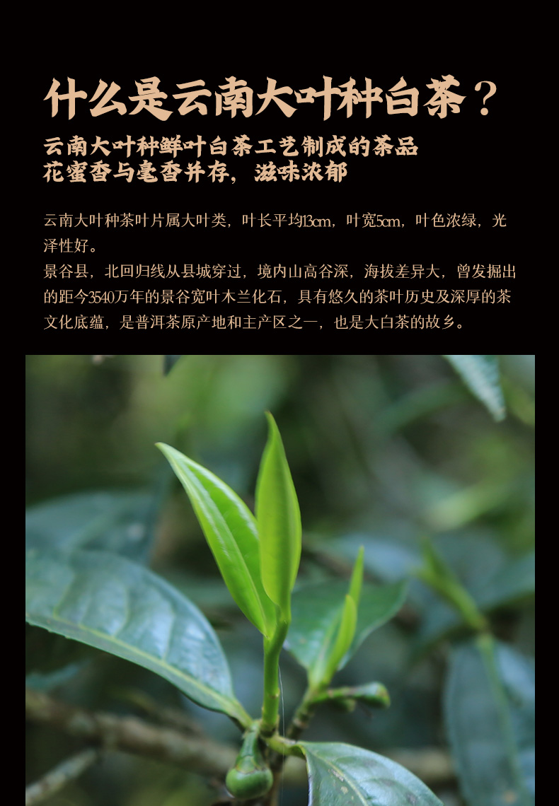 5折 古陌云南白茶古树单芽茶叶2019年大叶种白茶白毫银针饼357g简白