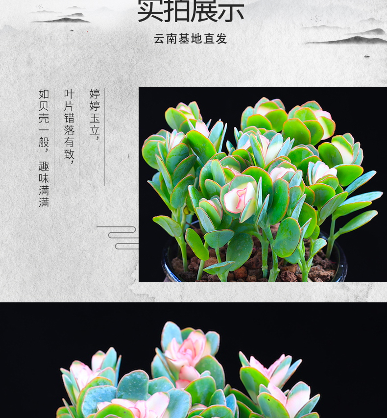 涞思芊【品质保证】贝壳锦多肉植物彩色白姬之舞多肉花卉盆栽成品栽好