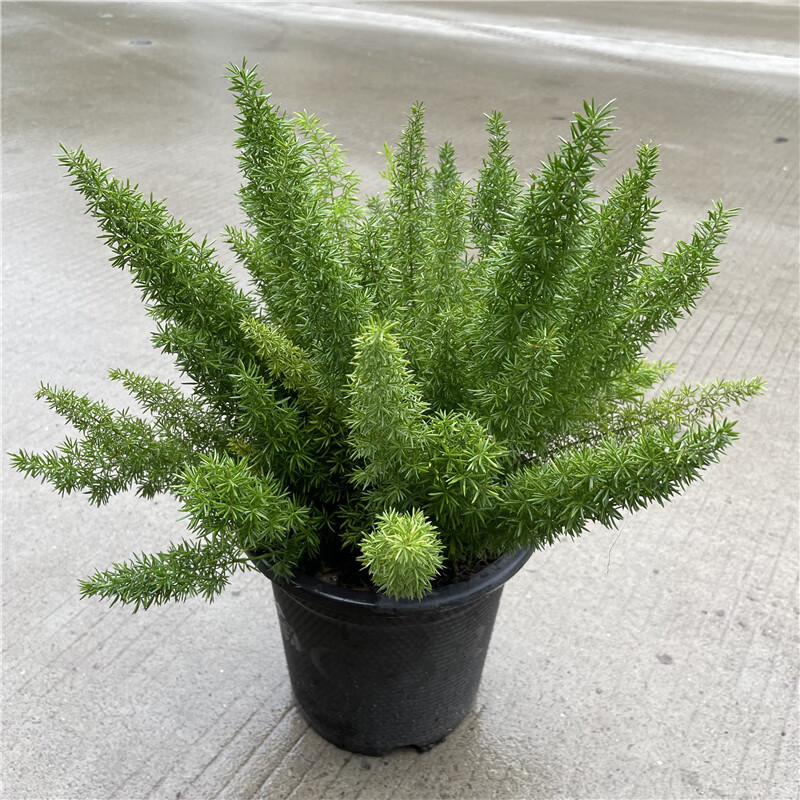 狐尾天门冬盆栽植物庭院花园阳台绿植四季常青花卉 狐尾天门冬(普通盆