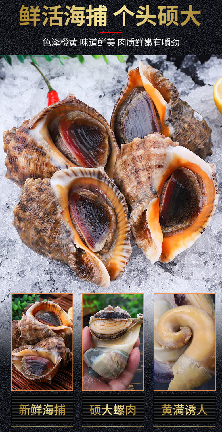 海螺海捕现发新鲜大中小超肥海螺贝类海鲜水产一斤装芥末酱油810只斤