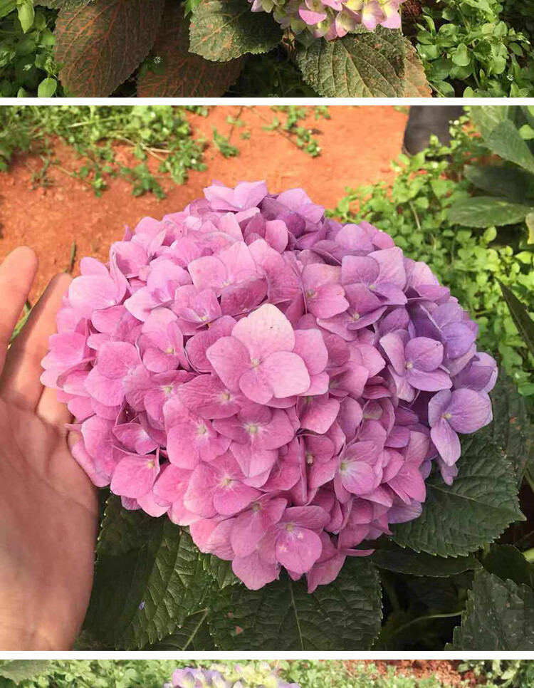 苗盆栽地栽八仙花室内室外花阳台庭院植物花卉绿植 八仙变色绣球【】