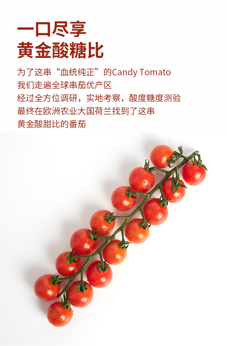 枝纯串收番茄198g2盒新鲜小番茄新鲜水果新鲜小番茄f