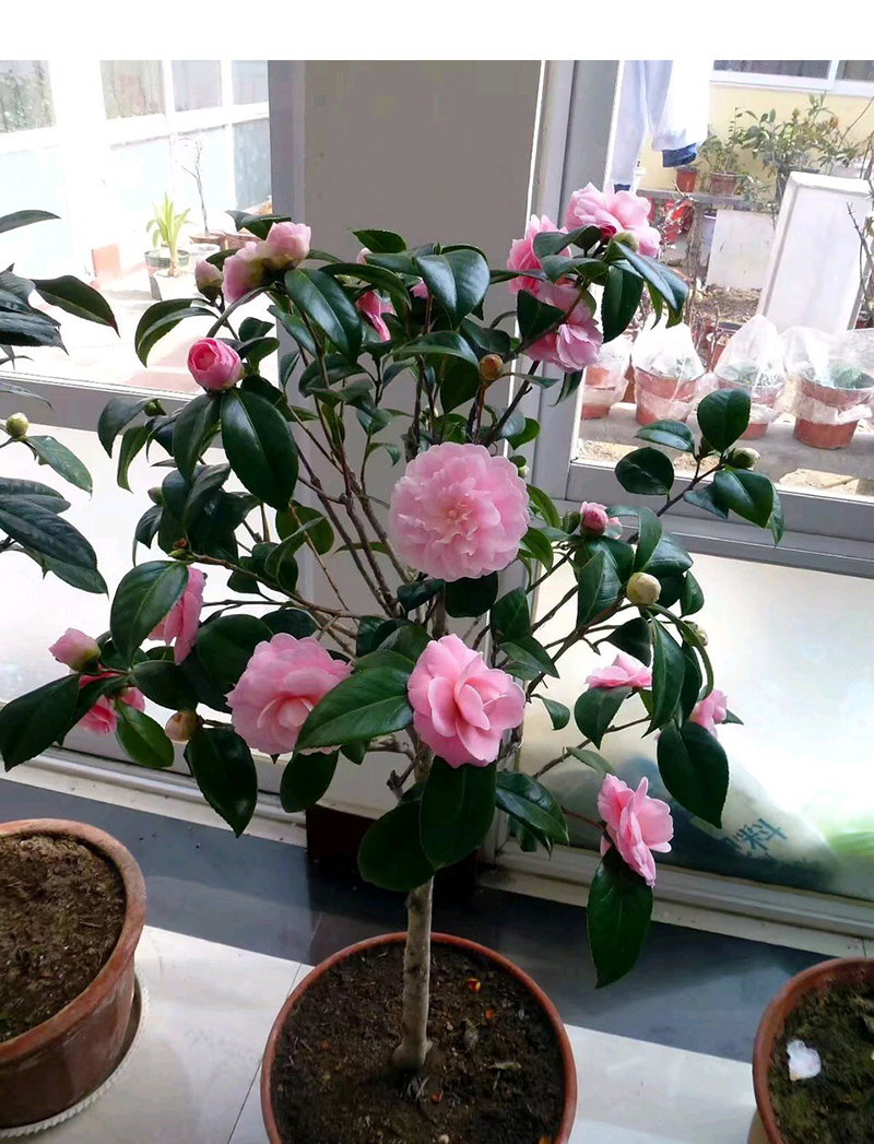 塞牡丹一树多色茶花树苗浓香型巨型香妃茶花盆栽 龙岩茶花苗 名贵 龙