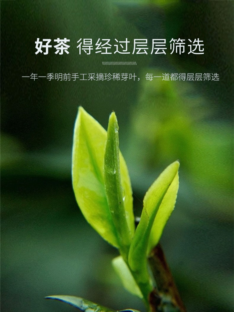 野栋 国庆节 贵州都匀毛尖特级茶叶 绿茶礼盒2021新茶翠芽明前嫩芽