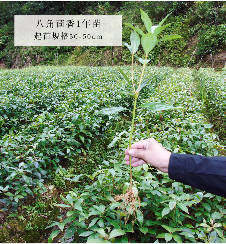 好运马八角树树苗嫁接八角苗广西茴香大料八角树苗食用调料小苗树苗1