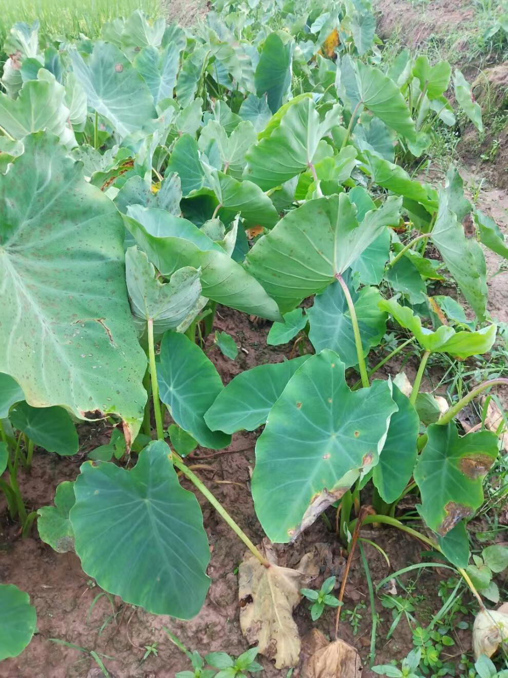 【荔浦直发广西芋头仔新鲜蔬菜粉糯小芋头芋苗芋头香芋批发报哥 芋头