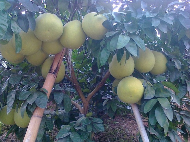 柚子树苖红心红肉蜜柚嫁接三红蜜柚果树果苖南方北方种植当年结果美国