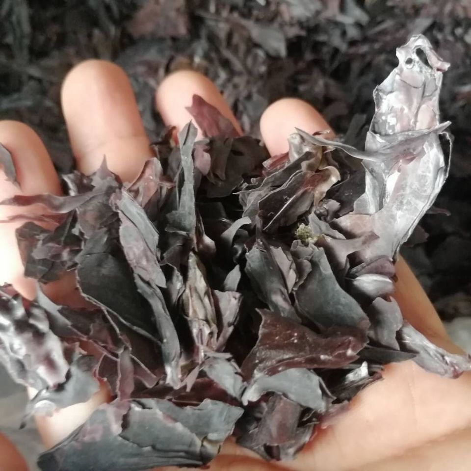 【官方旗舰】天然原生红皮藻500克大片掌状红藻 红海藻 掌状红皮藻