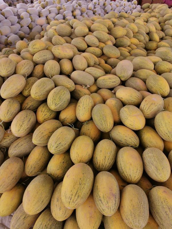 新疆特产伽师八六王黄皮哈密瓜新鲜水果甜瓜王一箱1个瓜46斤箱装送礼