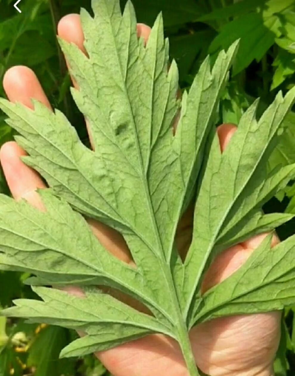 艾草艾叶整棵晒干艾草叶家用艾叶草驱寒女性泡脚坐月子