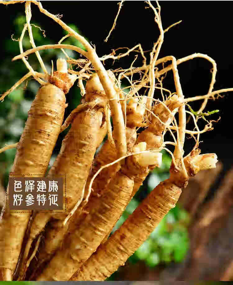 人参新鲜长白山小鲜参人叁小人参鲜生小参泡酒参煲汤