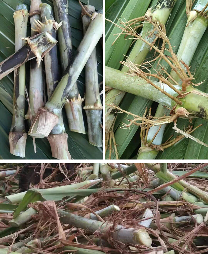 甜象草三号种节双节无毛耐寒巨菌草新型皇竹草四季多年生高产牧草无毛