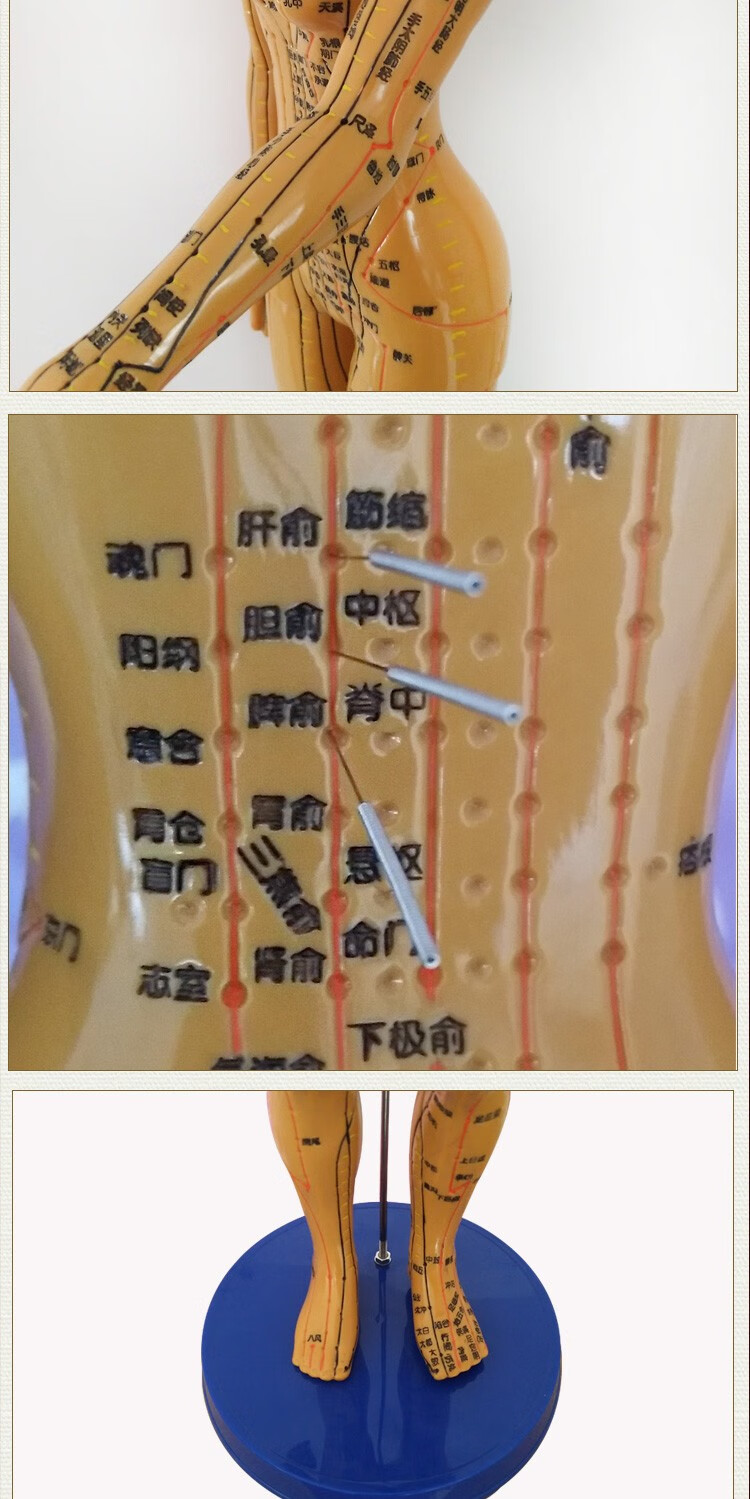 人体经络穴位模型中医用铜人模型全身男可扎针模女模医用教学模型经络