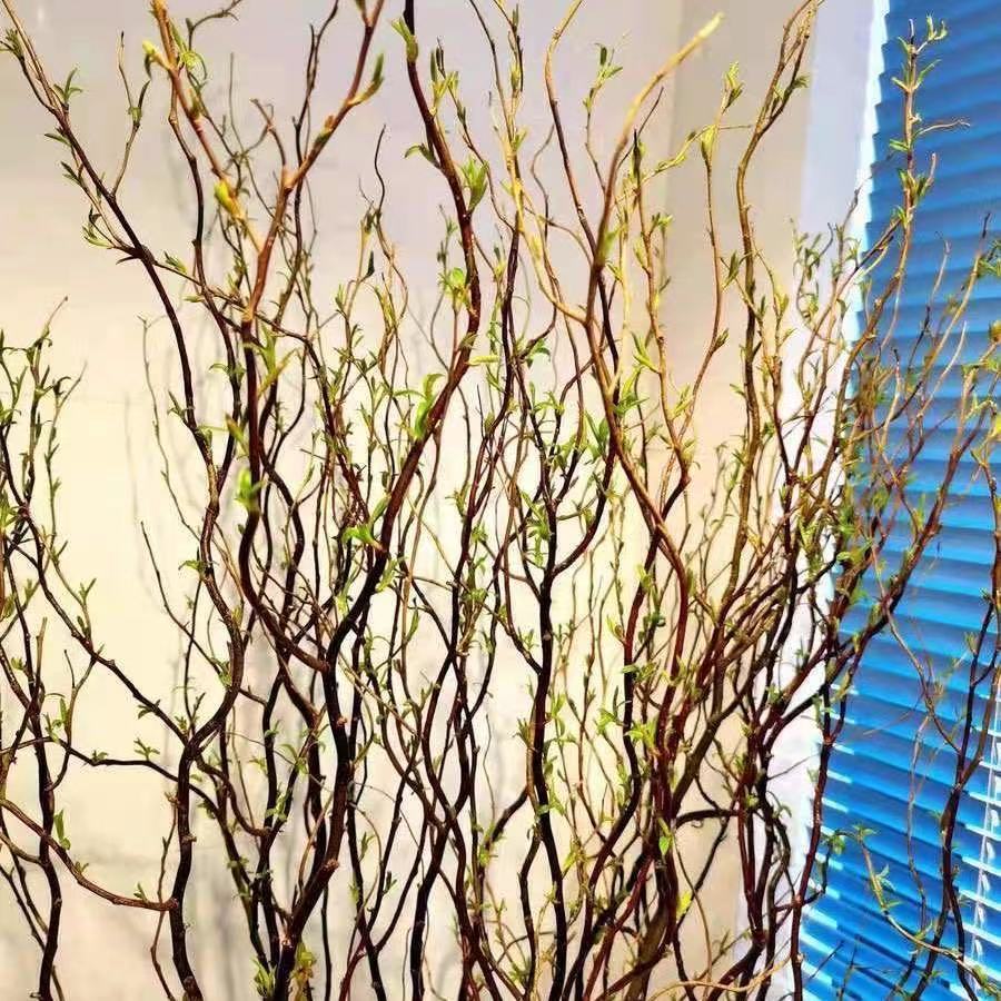 水培龙柳鲜枝客厅插花落地客厅桌摆植物易活观叶水培绿植家居装饰 多