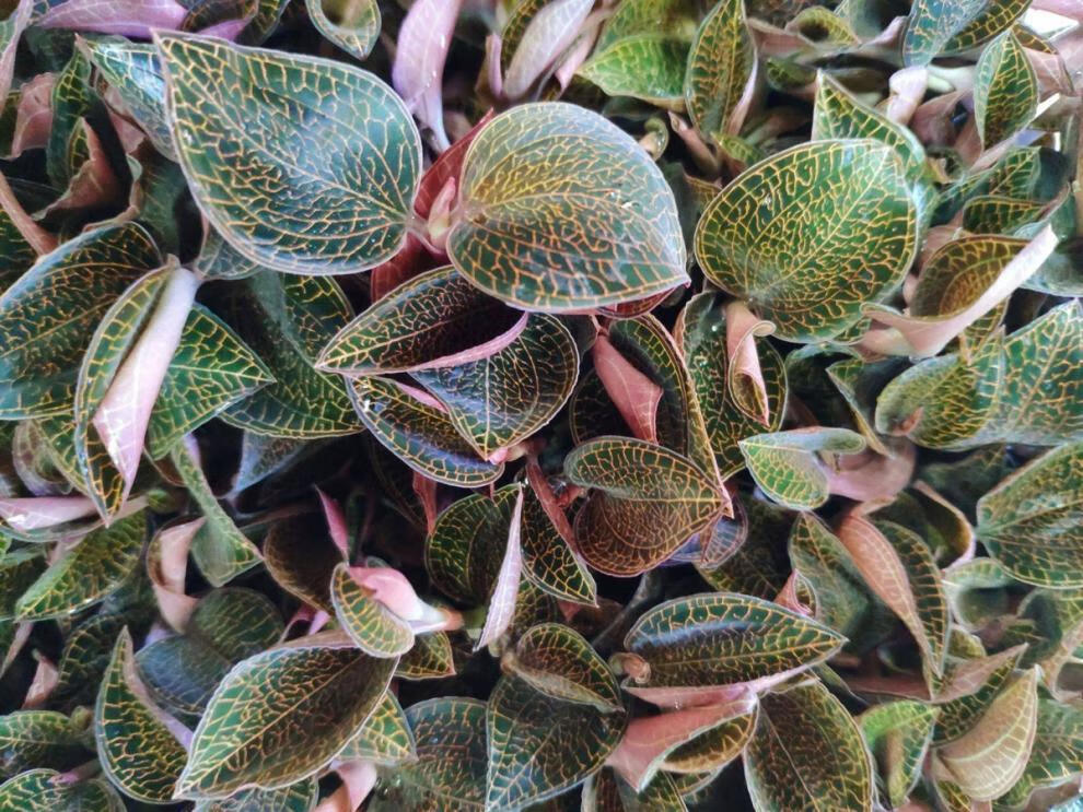 金线莲苗瓶盆景草种苗绿植观赏盆栽办公室植物南靖土楼特产金线莲 朵