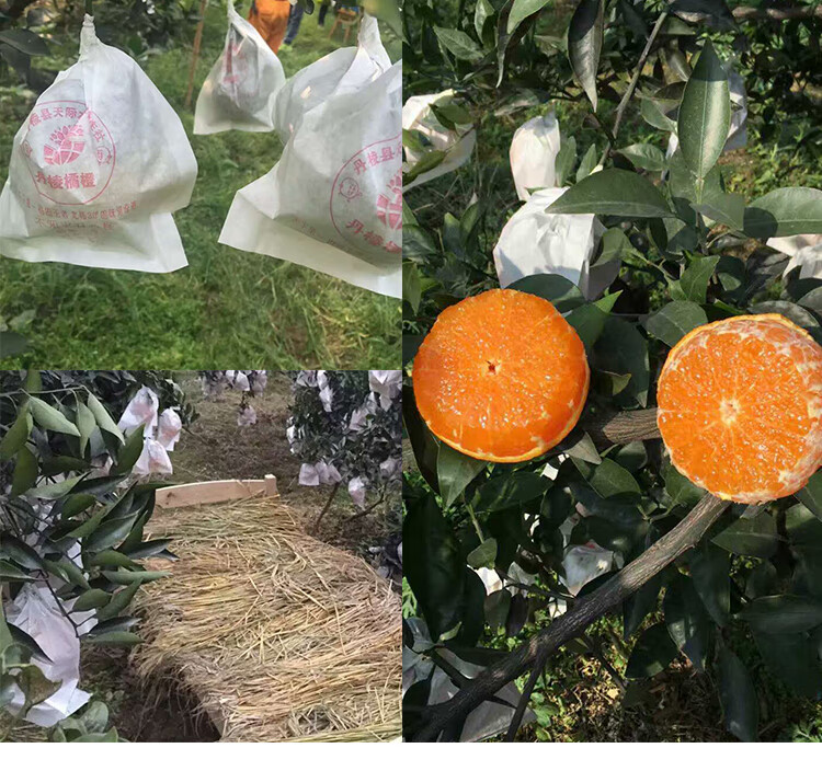 春见爱媛不知火(春见 不知火)