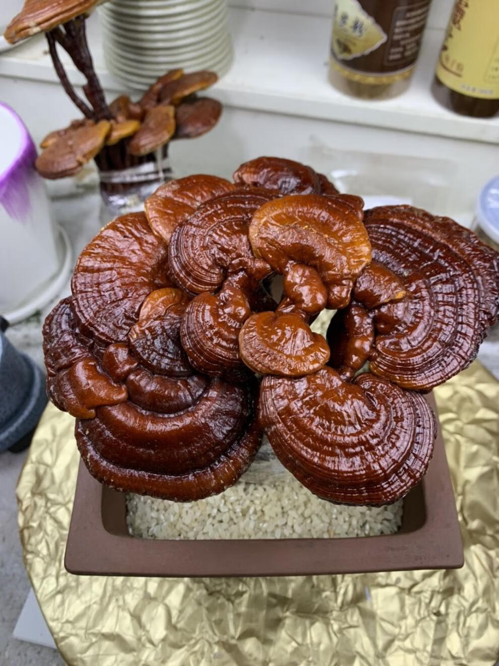 灵芝盆栽盆景多肉冬季不怕冷室内办公居住摆放高端大气档次秒拼商品