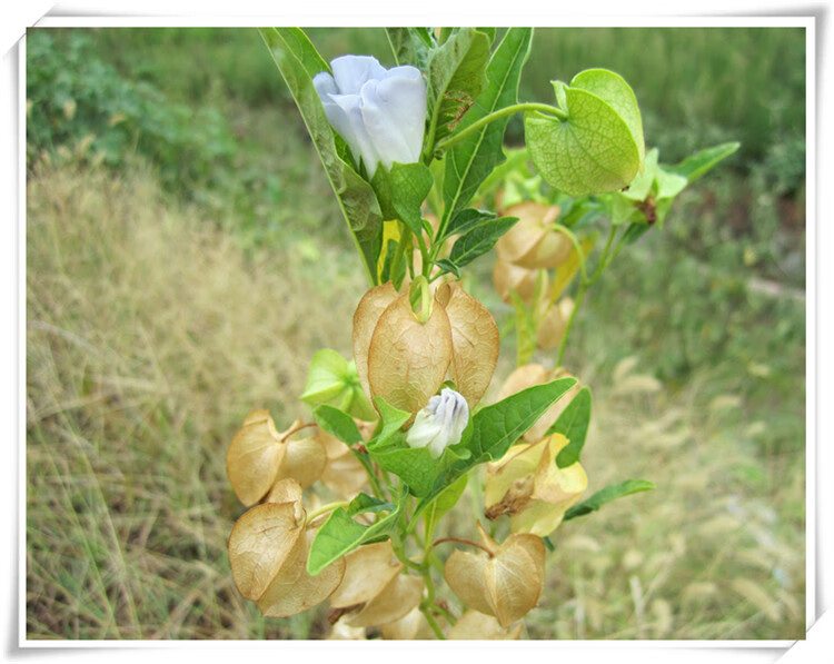 轻恋东北黄菇娘菇鸟洋菇娘金姑娘金灯果黄金莓新鲜甜锦灯笼果son 2斤