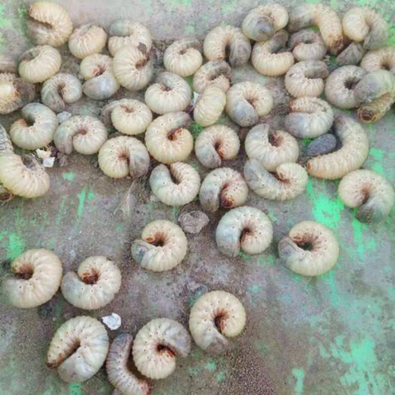 活体蛴螬钓鱼老母虫金龟子幼虫野钓白土蚕核桃虫鸡乸虫活饵 虫饲料