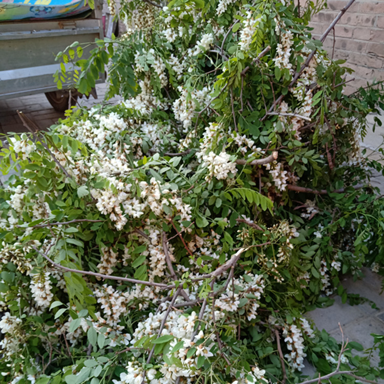 香椿鉤 摘果神器 香椿杆採摘杆高空採 摘槐花鉤子 不鏽鋼摘槐花杆 6米