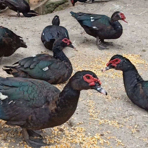 半斤一斤大种黑番鸭 半大青年脱温鸭苗 正番鸭西洋鸭旱鸭火鸭 一斤