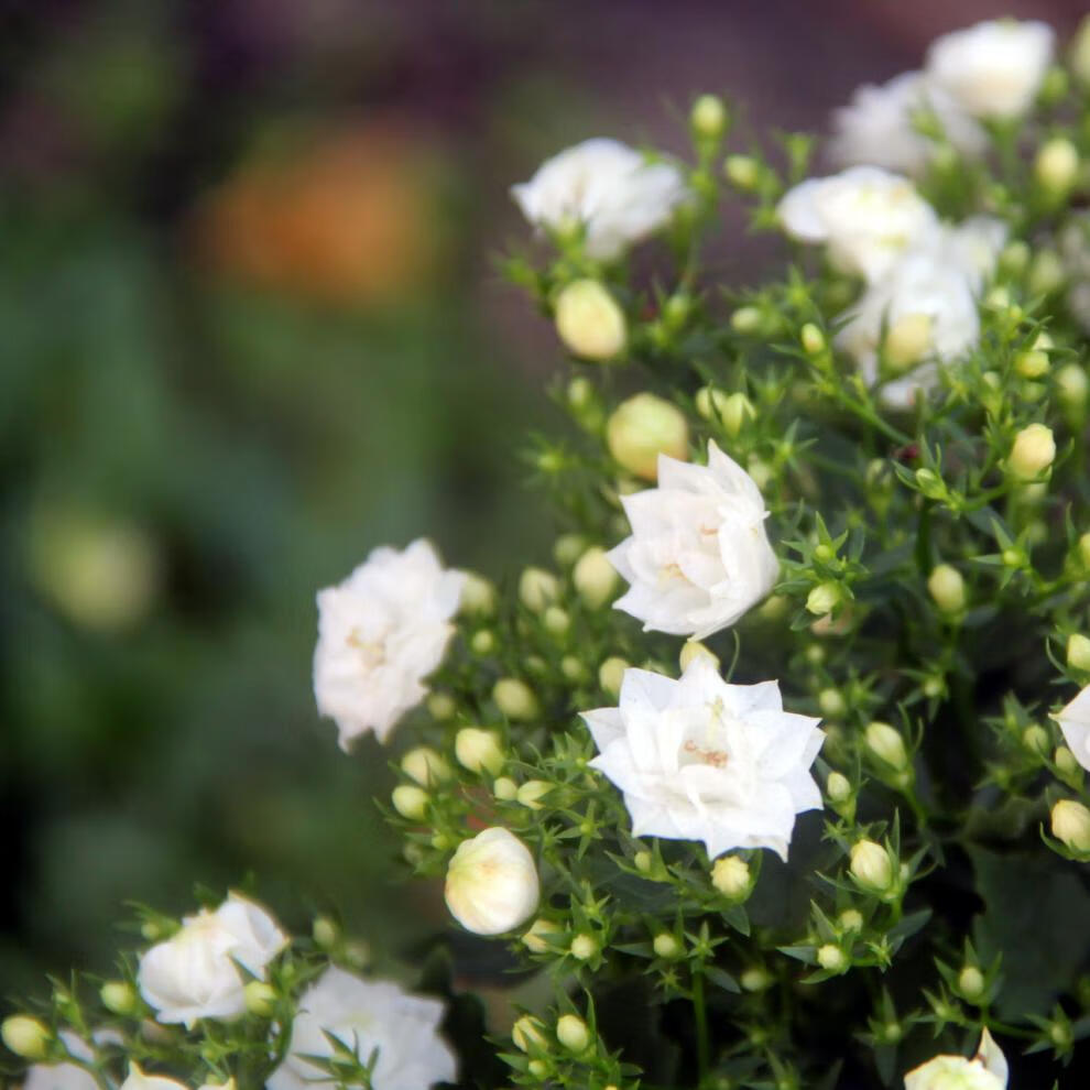 进口丹麦风铃 白色重瓣风铃花 四季开花盆栽 易养活室内阳台带花 丹麦