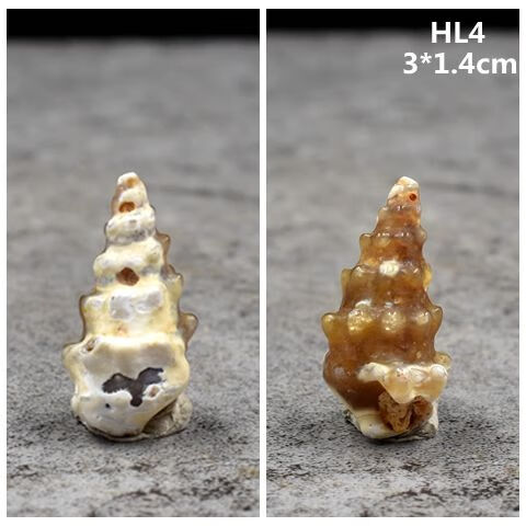 蜗牛化石腹足化石玉米螺古生物化石科普教学标本吊坠 hl25【图片 价格