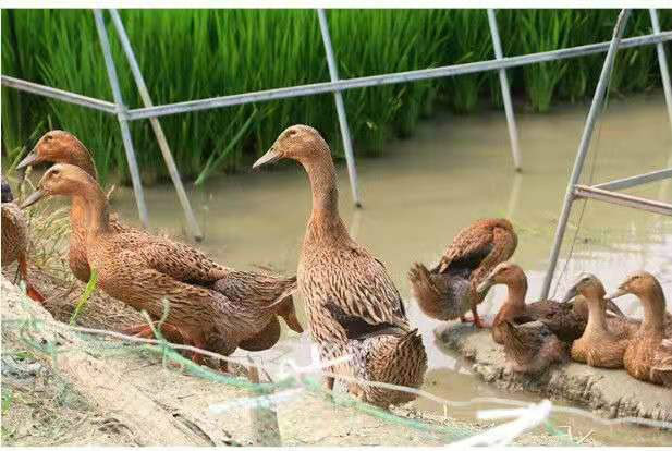 老鸭新鲜农家散养老鸭子土鸭水鸭麻鸭冷冻鸭子整只老鸭生鲜 蕾拉古蒂