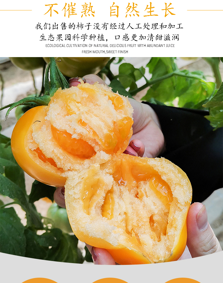 媚调内蒙古特产五原当季现摘大黄柿子新鲜水果黄色番茄西红柿铁皮柿子