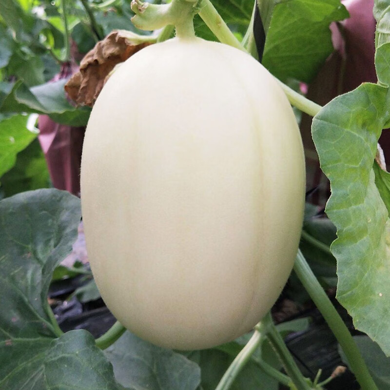 鲜美惊水果速运东方蜜一号甜瓜新鲜白皮脆甜香蜜瓜时令水果34斤装尝鲜