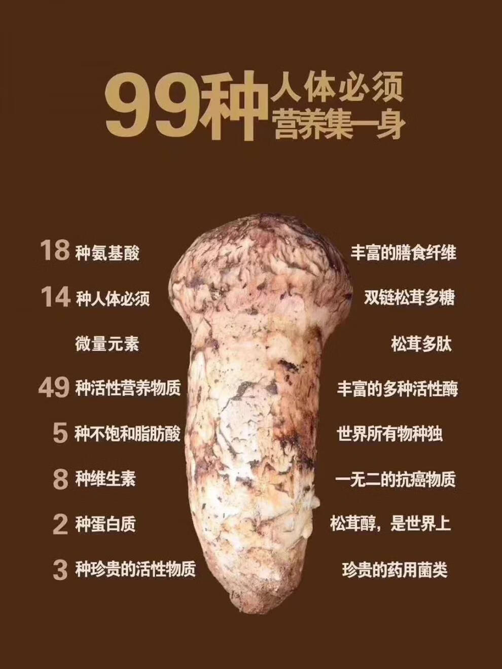 云南香格里拉纯野生松茸菌干片冻干松茸干片出口级fd片云南野生松茸片