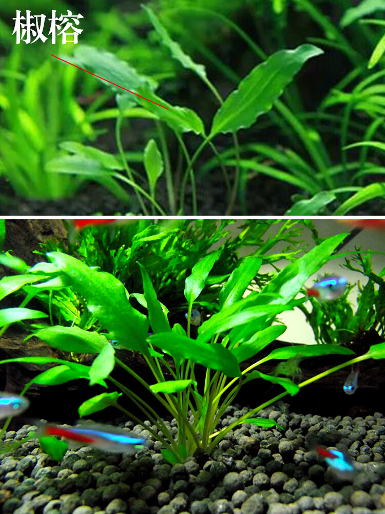 椒草活体真水草椒榕绿温蒂椒红椒青椒咖啡椒鱼缸装饰造景可绑沉木中景