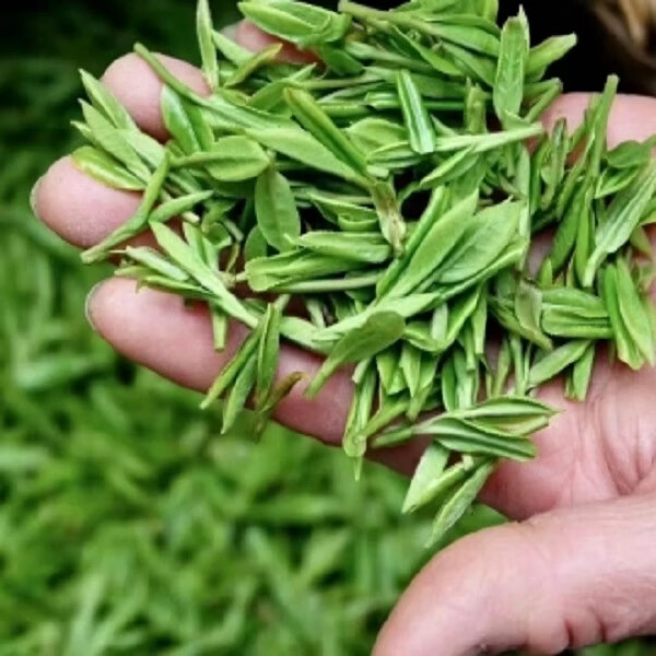 桐庐雪水云绿茶叶100克2022年新茶预售桐庐特产雪水云绿茶叶明后茶