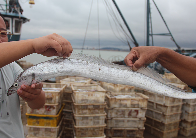 渤海大帶魚4斤8條 新鮮冷凍帶魚段刀魚中段海魚海鮮 騰旺納躍【圖片 