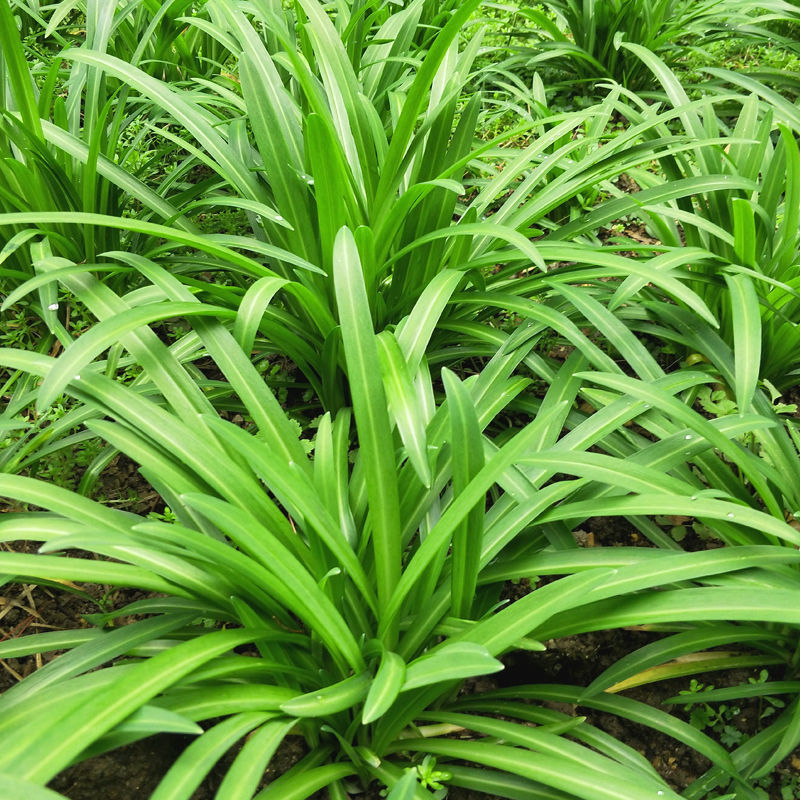 轻恋贵州特产宽叶韭菜 新鲜蔬菜大叶石韭菜观音菜农家新鲜绿色蔬菜