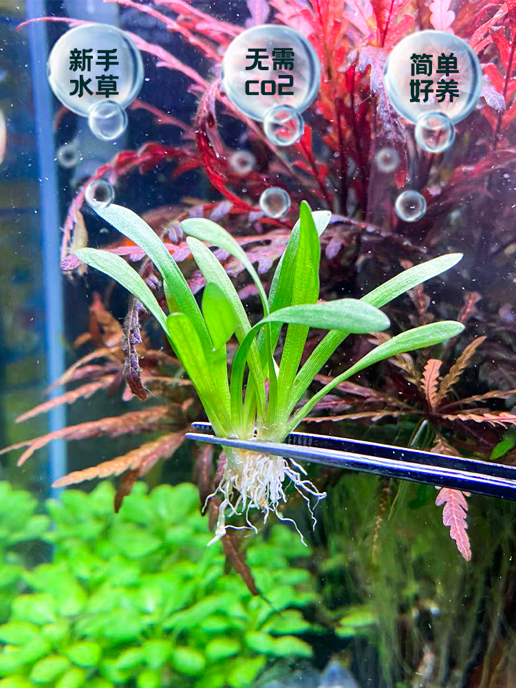 迷你水兰水草苦草椒草原生溪流鱼缸造景套餐懒人阴性水下淡水植物