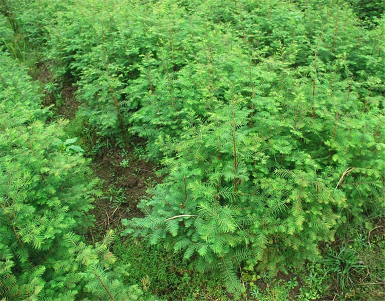 【现货秒发】杉木苗速生水杉苗水杉树苗 云杉池杉小苗 落羽杉中山杉