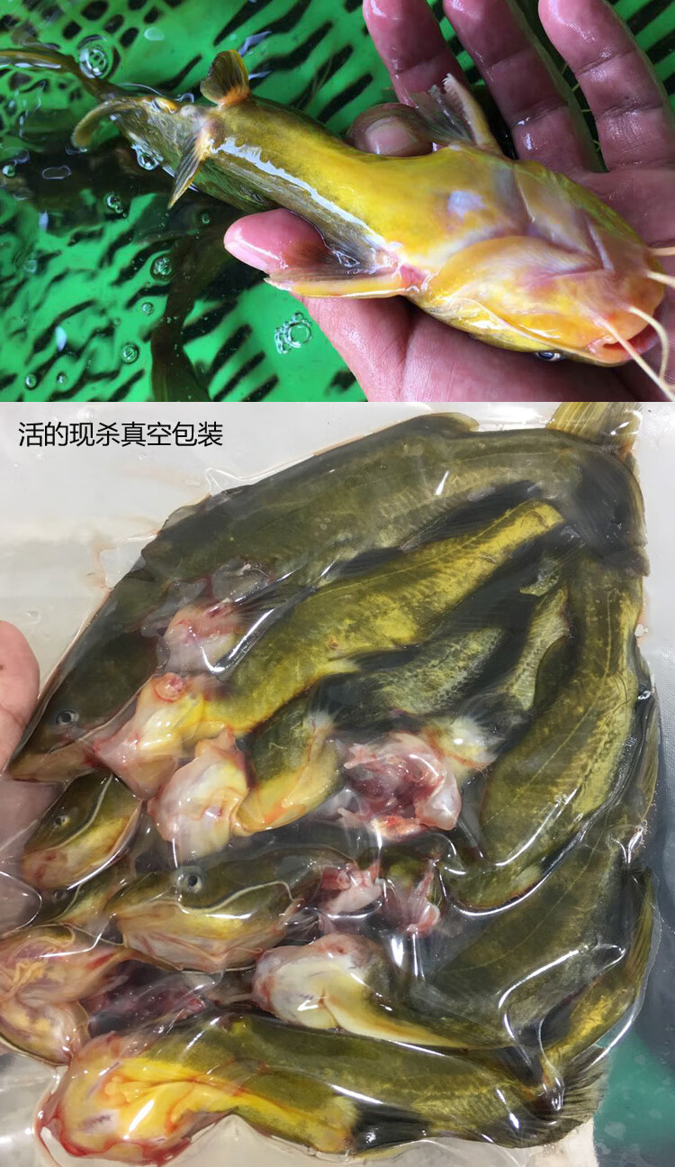 帆儿庄园水产品淡水鱼 生昂刺鱼 黄辣丁 黄骨鱼 嘎鱼 500g(净膛)现杀8