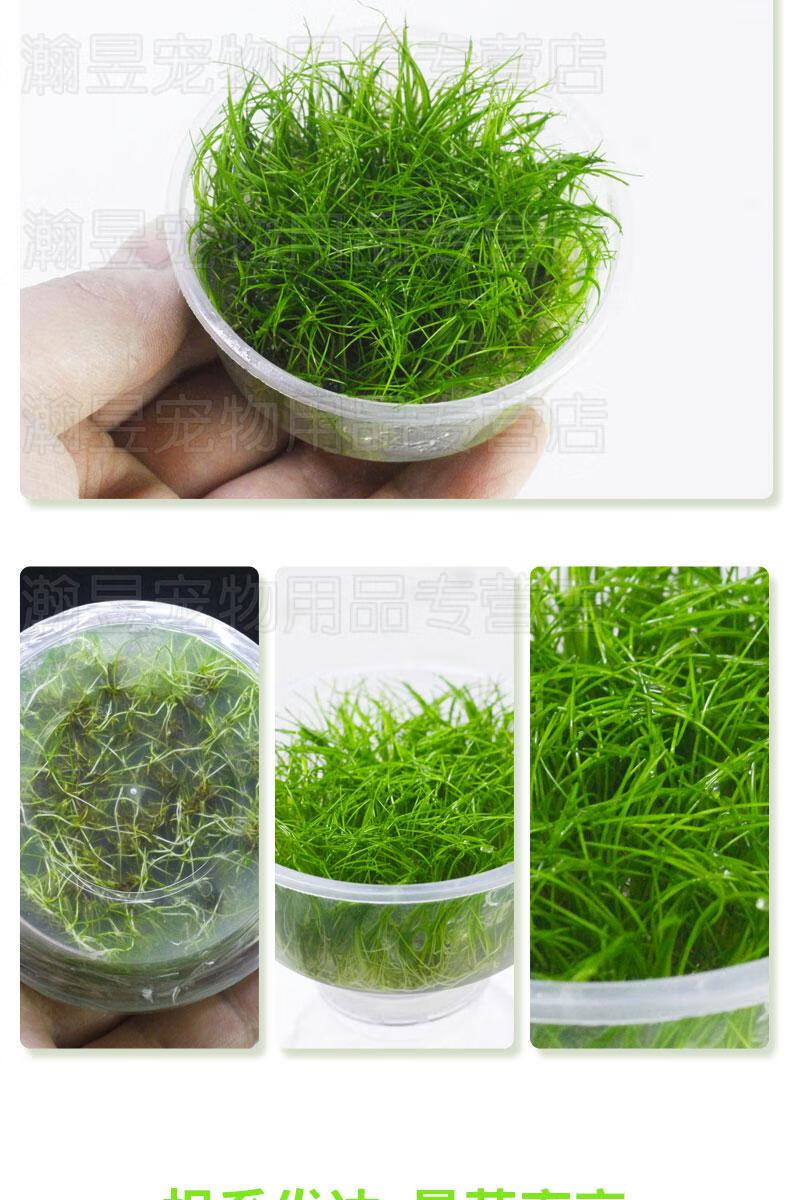 前景新手迷你牛毛牛毛毡活体水草鱼缸造景淡水阴性无菌杯草缸 迷你