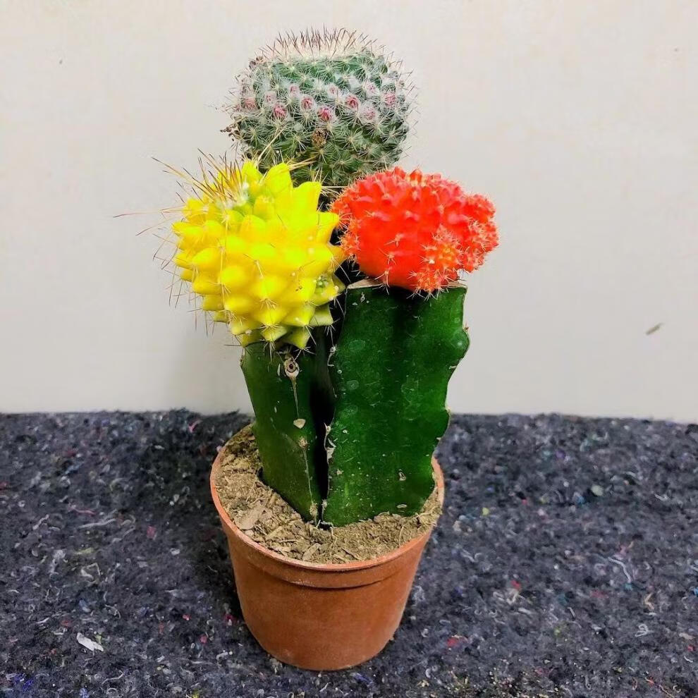 精选现发彩色仙人球三色球组合万重山盆栽室内新款多肉桌面绿植进宝