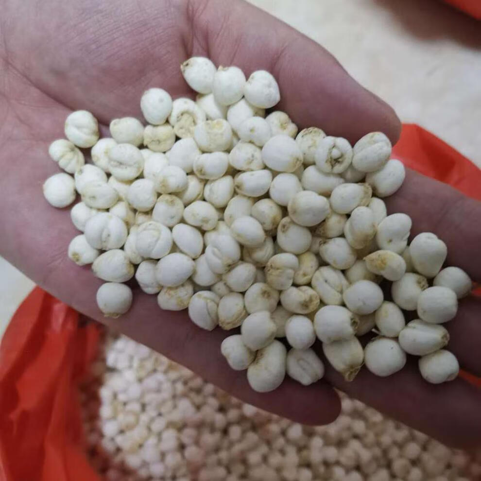 中药材川贝母尖贝母小贝母松贝四川川贝平贝母米贝 精品250克【图片